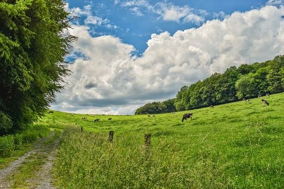 natur.jpg